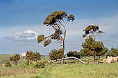Selinunte, mediterranean vegetation.
